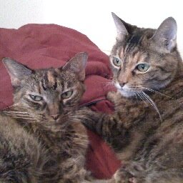 nualamishi's profile picture. 