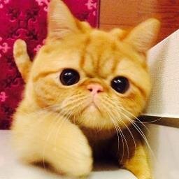 (｡-ω-｡)