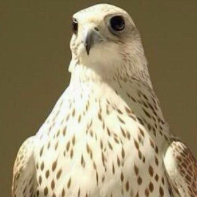 سبحان الله بحمده سبحان الله العظيم
