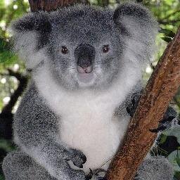 En celo,haciendo mi llamada de machote pa' que me la chupes, zo puta. Los koalas molamos.