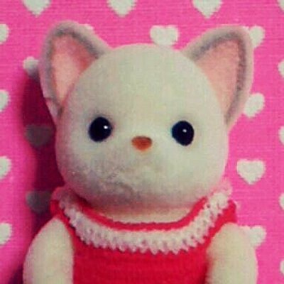 チワワの赤ちゃん Tiwawababy Twitter チワワの赤ちゃん Tiwawababy Twitter