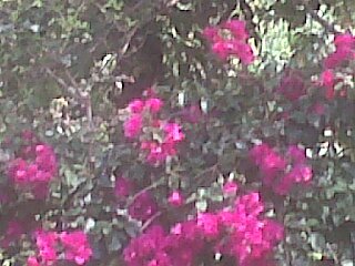 angela_wilkes's profile picture. Political concern re england but live in SA problems here to but so different luv sports music sun gardens plants big collection music thriiller/law movies.