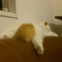 sebastian (@sebastian_afh) Twitter profile photo
