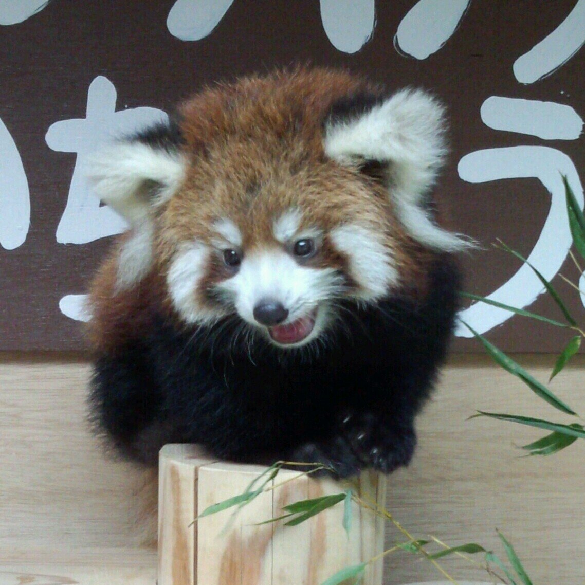 sacco1022's profile picture. 