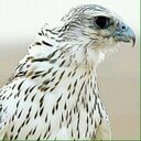 عاشق البروالمقناص (@05568983151) Twitter