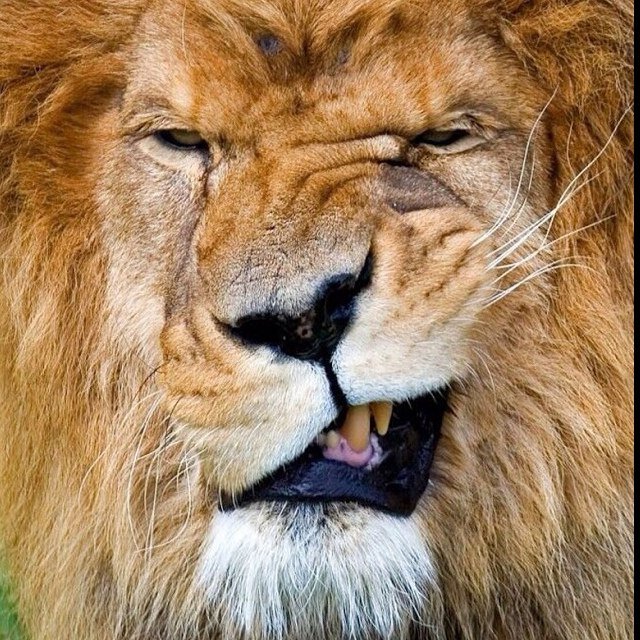 LionelLeoLaxus's profile picture. 19 Feb, EDM addict, Sales line psyco, Tattoo lover, Watches, PC and Console gamer, iPhone fanatic, and most importantly! Botak.