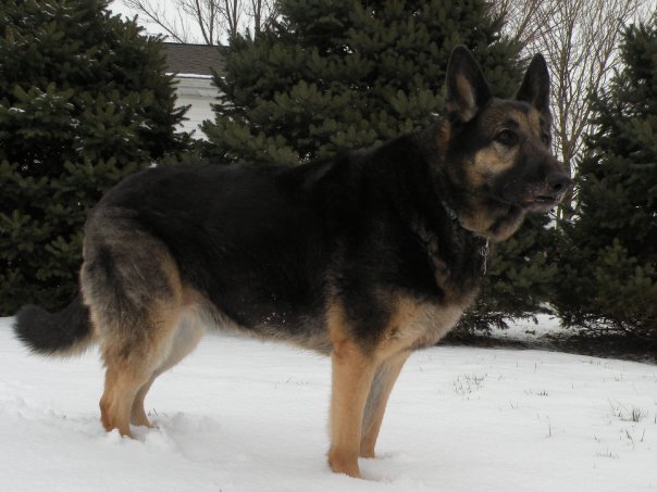 To the left..no,farther! Animal advocate,gardener for pollinators, secular,anti pseudoscience,Tell Biden to #WearAMask . #ResistFascism, #GSD ,#DeathWithDignity