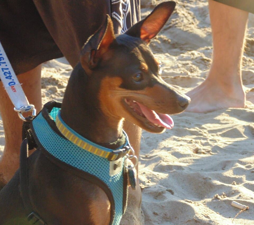 MiniMeistah's profile picture. Mini Meistah, Born around June, 2011, is like a gift to me. She's been adorable since the day I got her.