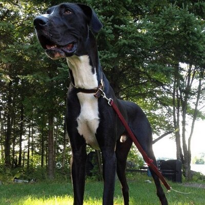 great dane problems greatdaneprobz twitter