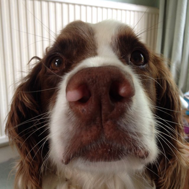 Finding balls, sticks, wallows and water all over the UK..not great at socialising so giving social networking a try!