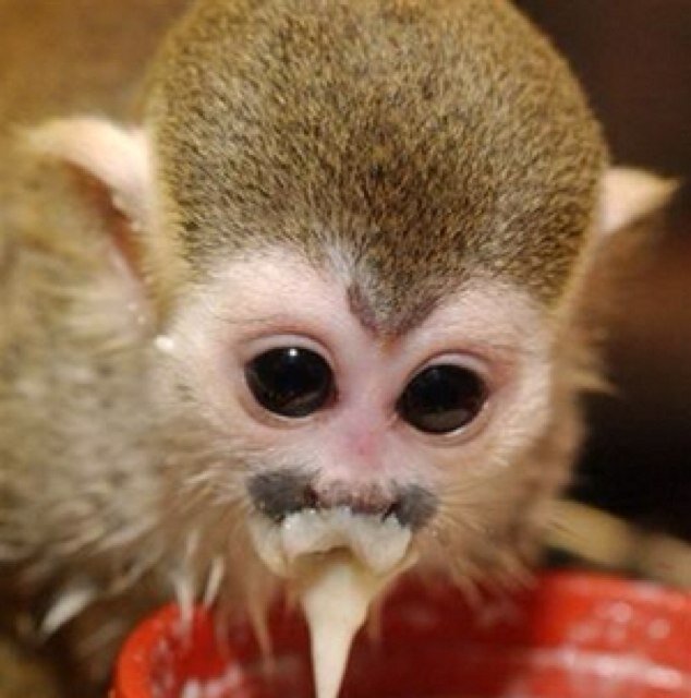 porridge_monkey's profile picture. BWFC. all opinions expressed are all my own and are not necessarily representative of the other monkeys at the porridge factory