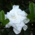 Sandy Rizzo (@sandyrizzo1) Twitter profile photo Sandy Rizzo (@sandyrizzo1) Twitter profile photo