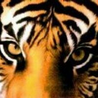 Tiger4Life (@tiger4life78) 's Twitter Profile Photo Tiger4Life (@tiger4life78) 's Twitter Profile Photo