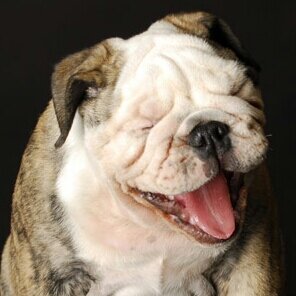 @College_AU's mascot.  Big dog on campus. Go go AU!