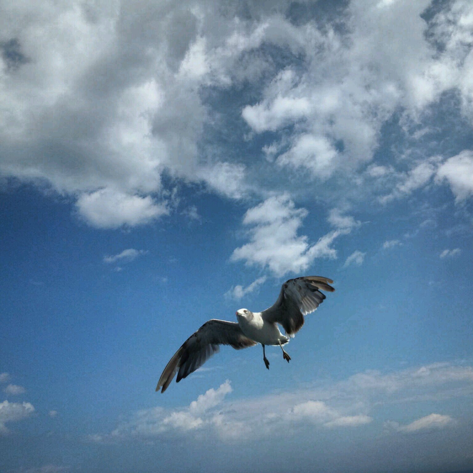 日本👉米国👉台湾👉空を飛びたい🦅