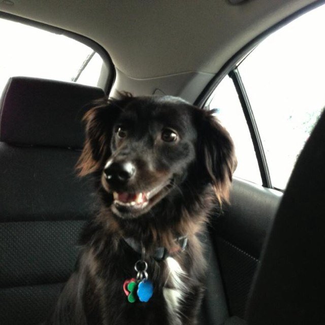 Married with a 26 yr old daughter and several dogs and cats.