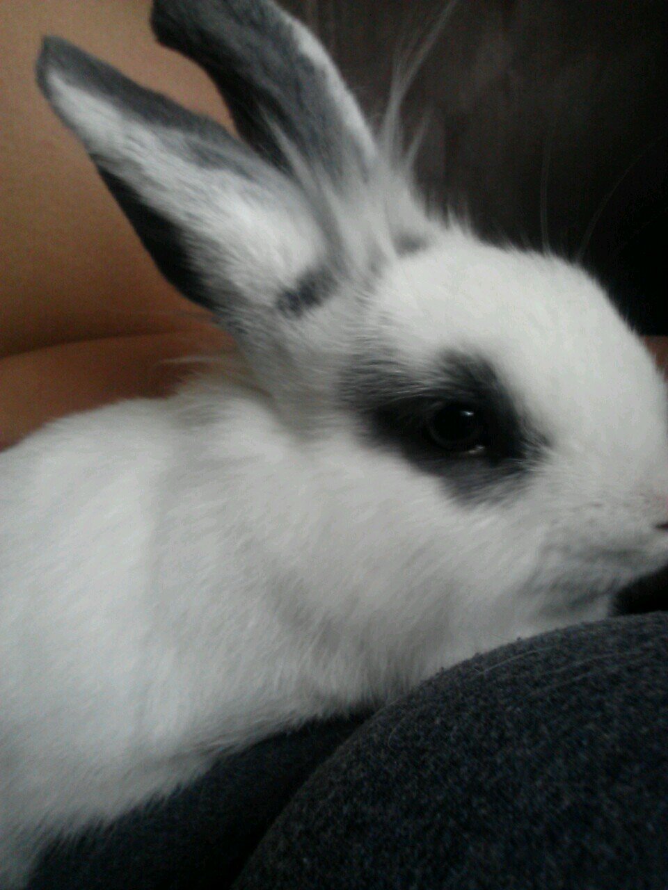 just a bunny in the burg trying to make it. this is my life and story, follow me niggas