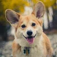 WallyTheWelshCorgi (@wallywelshcorgi) 's Twitter Profile