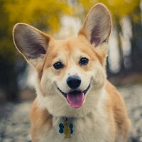 WallyTheWelshCorgi(@WallyWelshCorgi) 's Twitter Profileg