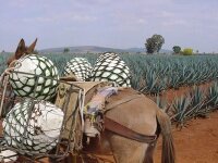 ViajaJalisco's profile picture. Travel blog and info about traveling to Mexico. Jalisco especially. :)