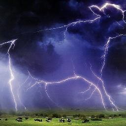 Cow struck by lightning now has razor sharp hooves
