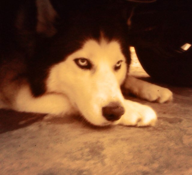 Si te gusta ronca se unió a nosotros If you like husky joined us 3