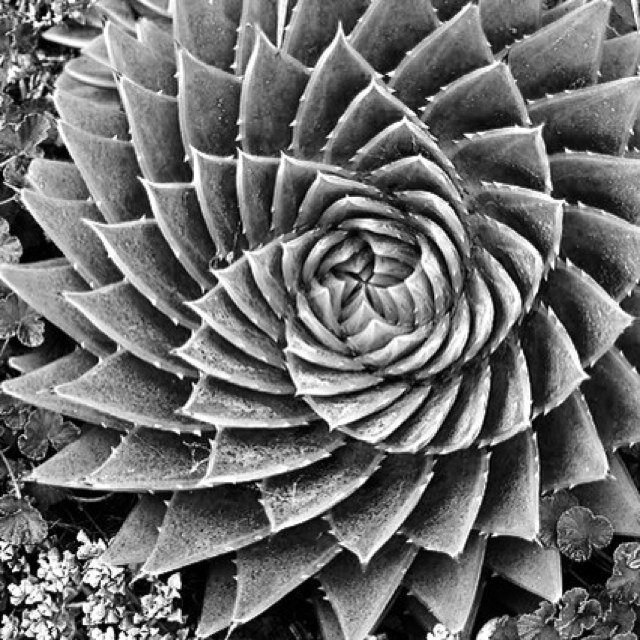 wickedfibs's profile picture. O I do oft tweet patterns goldenmeaning