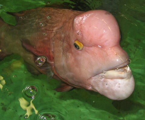 Just a fish