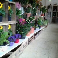 Plant in Pot (@pippippot) 's Twitter Profile