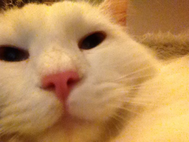 Foxedo1's profile picture. 