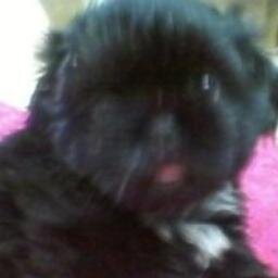 love playing eating and sleeping and cuddles follow me and i will follow you back !