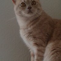 Suzanne Thornber💙 (@jensen1cat) 's Twitter Profile