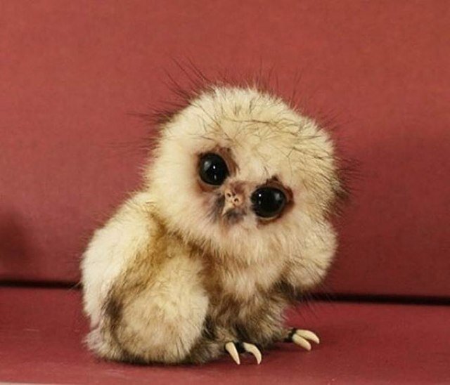 We post photos of beautiful baby animals. Come here when you're having a bad day. 3 :)