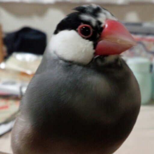 桜文鳥→グリ（♀）。白文鳥→ひめ（♀）がいます  (*´∀`*)ノ    むぎ、ミルク、りょうま、クッキー、モカ、チョコ、こむぎはお空へ…    2羽共々宜しくお願いします(*^-^*)