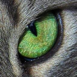 ozguratas's profile picture. Gönül teli uzmanı, depresyonist.