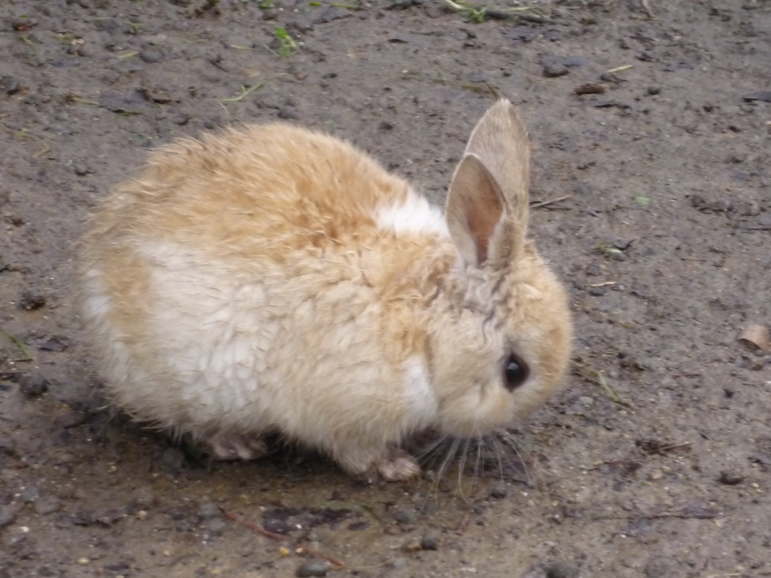 生きてると思ったかそうでもない
出戻りさにわ。刀を振り回してる