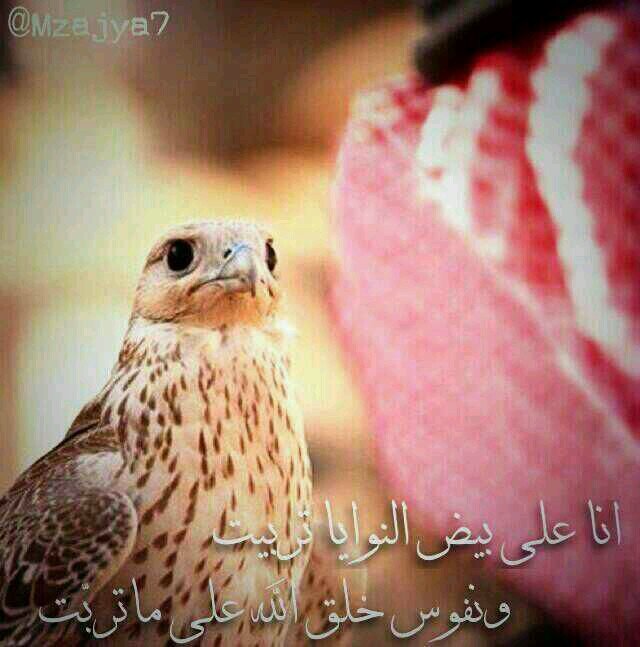 شبابي قادح