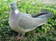#witteduivendrol[]#drukteindedierentuin[]#drukteindestad[]gevecht piloot WW2