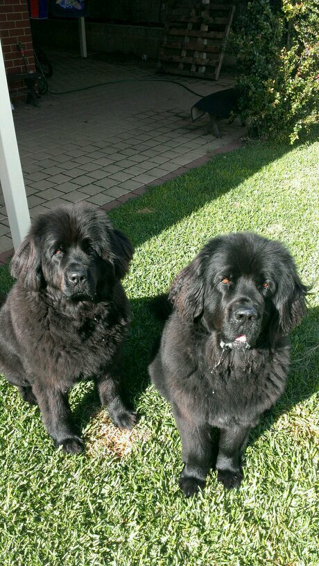 my Newfoundland dogs, Bangal cats, Surfing, Sailing, Anything Ocean, Politics.......In that order.