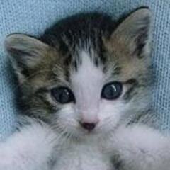 J'aime la lecture,le ciné,la musique,les jeux videos,l'informatique,les animaux,la bonne cuisine.