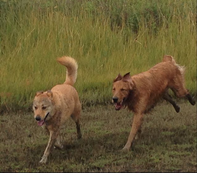 fisholish's profile picture. 