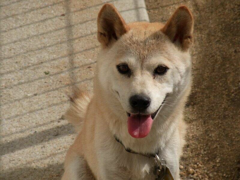 まれに、高校野球、プロ野球、ボクシング関連呟くかもです。ボクシング業界盛り上げるために、働きましょうかね、