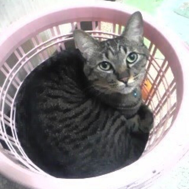 ねことジャズマスターが好きです。 筋肉でアルペジオを