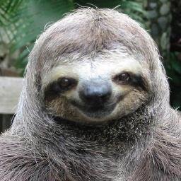 just a normal sloth.