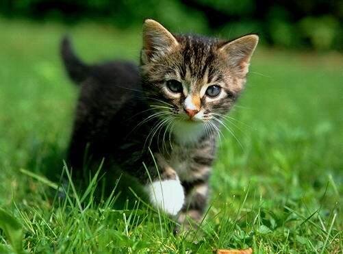 Mon nom est Rouxi, je suis un chat, j'adore les croquette.
Ha oui, et je te raconte ma vie de chat.