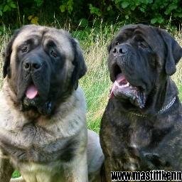 I am an Old English Mastiff breeder for 10 years, also known as Bőrös Bajnok Kennel.