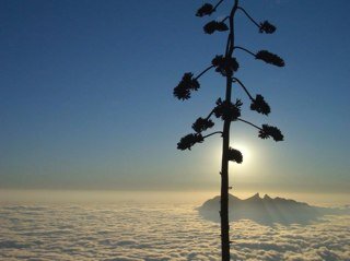 Tono_Garza's profile picture. 