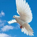 زيزو الحربي (@64Hdhd) Twitter