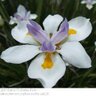 SilverBlossom4's profile picture. #Fanfiction #amwriting #amgrowing #plants #YR #DAYS #Elani #HarmonyHamilton #AmandaSinclair #LaniPrice #KerryJohnson #AnaHamilton