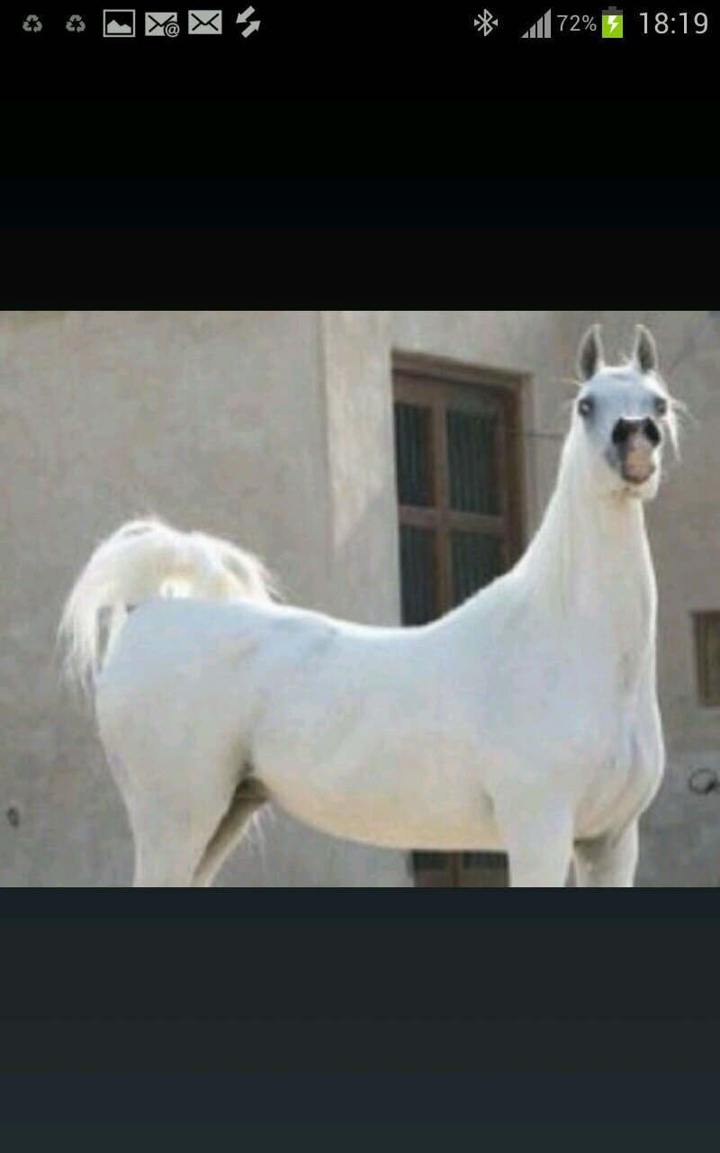ئ